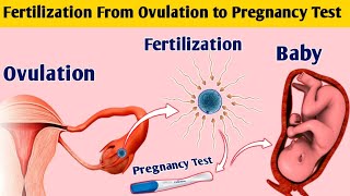 🌸💫✨ Fertilization Journey From Ovulation to Pregnancy Test 🤰🔬👶 [upl. by Edveh421]