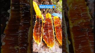 Extreme Honeycomb harvesting 🍯Harvesting honey from beehive 🐝 EP131 trending shorts satisfying [upl. by Eltrym]