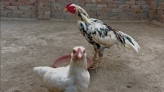 White chena aseelmurga birds aseel chicken chenaaseel aseelvideo murga rooster whiterooster [upl. by Pahl272]