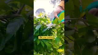 हेज line cutting plant garden plant loveryoutubeshorts [upl. by Navak]