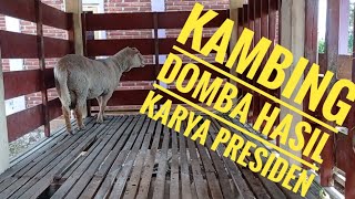 KAMBING DOMBA PENINGGALAN MERTUA BAPAK PRABOWO  KAMBING PRESIDEN [upl. by Ginni]