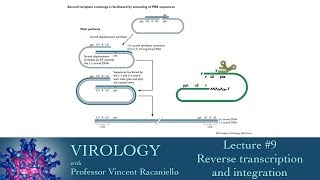 Virology 2014 lecture 9  Reverse transcription and integration [upl. by Elatnahc910]