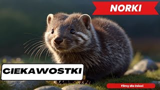 NORKI Ciekawostki o Norkach Film dla dzieci ciekawostki filmydladzieci [upl. by Aiynat866]