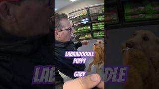 Labradoodle Puppy Training￼– Montreal dog trainer – Family K9 Dog Training [upl. by Lewiss374]