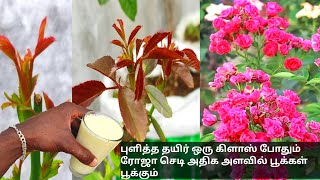 ரோஜா செடி அதிக அளவில் துளிர் வர புளித்த தயிர் போதும்💯  rose plant fertilizer tamil fertilizer [upl. by Gianina]