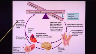 Regulation of Blood Pressure [upl. by Steinway]