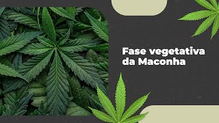 Fase vegetativa no Cultivo de Cannabis Dicas Essenciais [upl. by Thetes]