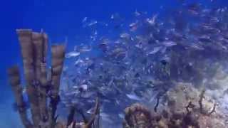 Amazing snorkeling Isla Kuanidup San Blas Panama [upl. by Eihctir305]