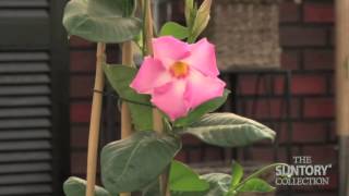 Caring for Sun Parasol Mandevilla Indoors in the Winter [upl. by Iene]