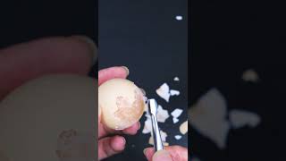 Eggcellent Expert Cracks the Code on the Worlds HARDEST Egg satisfying hack egg [upl. by Molini]