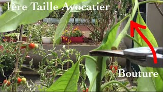 1ère taille dun avocatier de 3 ans [upl. by Deer]