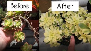 Grow succulents faster with these 3 techniques Aeonium propagation that works for all succulents [upl. by Normi]