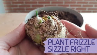 PLANTING FRIZZLE SIZZLE TIPS  Albuca Spiralis care tips [upl. by Sadoff]