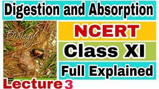 NCERT CH16 DIGESTION AND ABSORPTION HUMAN PHYSIOLOGY Biology LECTURE 3 FOR NEETAIIMS [upl. by Alysa]