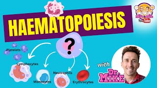 Hematopoiesis  Erythropoiesis [upl. by Sirref]