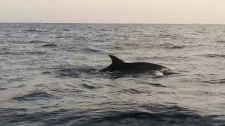 Alcudia September 2022  Sunrise Trip to see the Dolphins  Jason takes charge of the Speedboat [upl. by Sherrard]