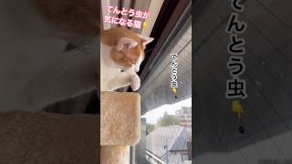 てんとう虫と遊びたい猫が可愛すぎる 猫 猫のいる暮らし 猫動画 shorts [upl. by Eentirb]