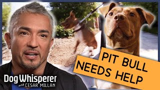 Rescue Pit Bull Is Impossible To Control  S9 Ep 6  Dog Whisperer With Cesar Millan [upl. by Nahem]