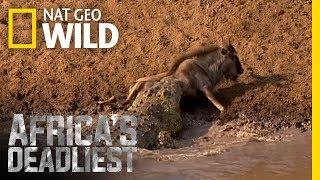 Croc Sneak Attack  Africas Deadliest [upl. by Orfinger]