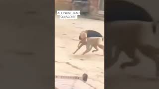 Dog vs Monkey fight dog doglover monkey animals animalfight shorts [upl. by Arteid402]