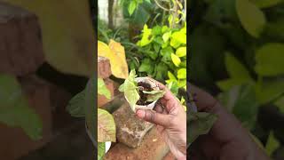 Mini Vlog 97  Slow And Peaceful Morning sowbaraniyaramesh minivlog slowliving [upl. by Valdemar]