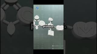 What are amino acids shorts short AminoAcids Biochemistry proteinstructure [upl. by Sergu363]