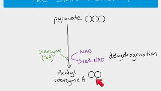 A2 Biology  The Krebs cycle [upl. by Ahs2]