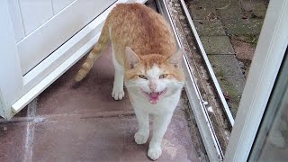 Cat Meowing amp Hissing Loudly [upl. by Yhtur]