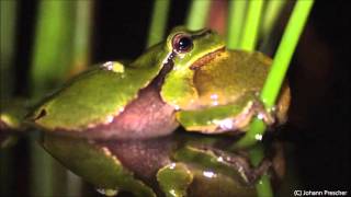 Boomkikkers European tree frogs Hyla arborea [upl. by Esma]