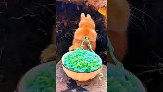 Bunny eating 😋 cute rabbit bunny shorts viral trending trendingshort funny viralvideo love [upl. by Ginnie]