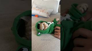 Too cute not my fault cat cats catsofinstagram catsoftiktok funnycats catsofyoutube catlover [upl. by Ahsemaj]