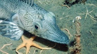 Fish That Nest  Weddell Sea  Antarctica [upl. by Anyak978]