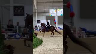 St Louis National Charity Horse Show Saturday horse horseshow video missouri [upl. by Upshaw395]