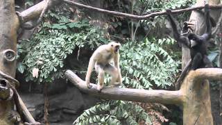 White Cheeked Gibbon Sound at Minnesota Zoo [upl. by Anrahc]