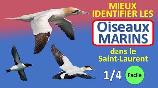 Oiseaux marins du SaintLaurent 14 – C’est quoi cet Oiseau No 4 [upl. by Mundford]