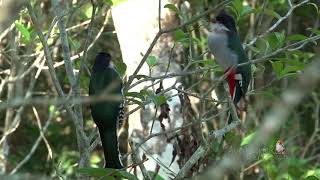 TOCORORO cantando Cuban Trogon Priotelus temnurus Ave Nacional y ENDÉMICA de CUBA [upl. by Ettenahc472]