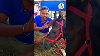 குட்டி குதிரை விற்பனைக்கு  horse videos  Kathiawari  Marwari  shortsfeed shorts horse [upl. by Lias]