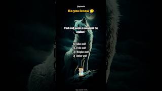 Which wolf species is considered the smallest wolf quizevolve quiztime quiz [upl. by Gaddi]