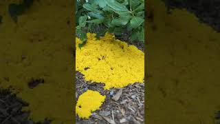 Dog Vomit Slime Mold Fuligo septica in Time Lapse [upl. by Atela721]