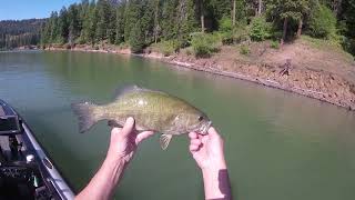 Dworshak Reservoir Bass 6 21 23 [upl. by Llertnov792]