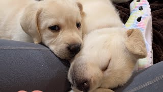 ALL NIGHTER Labrador Puppy Cam LIVESTREAM 40 days old cutepuppiesplaying labrador puppies [upl. by Ailaro929]