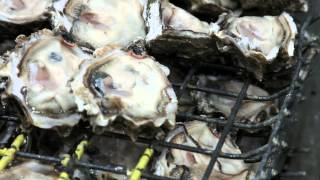 Shellfish Processing with Taylor Shellfish Farms  Shelton WA  Washington Grown [upl. by Beaver535]