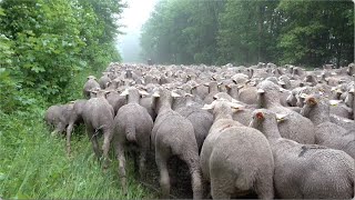 Transhumance au col du Rousset 2024 Drôme  France [upl. by Eirod572]