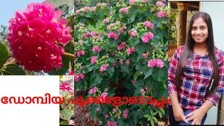 ഡോമ്പിയ പൂക്കളോടൊപ്പം Dombeya [upl. by Aisatsanna]