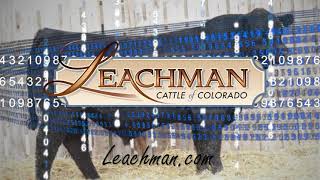 Leachman Cattle of Colorado Bull Sale March 21 2021 [upl. by Ycnaf]