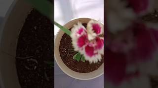 Dianthus timelapse rooftopgardeningyoutubeshorts viralshorts [upl. by Dwinnell465]