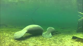 Manatees Squeaky and Shane [upl. by Burrows]