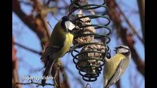 Vogelfütterung im Winter [upl. by Felecia35]