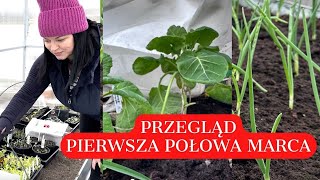 CO SIAĆ W MARCU PIERWSZA POŁOWA MIESIĄCA KTÓRE ROZSADY MOGĄ BYĆ W SZKLARNI  Ogród warzywny [upl. by Conti565]