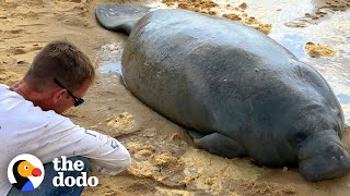 Stranded Manatee Rescued by Bulldozer  The Dodo [upl. by Lahcym]